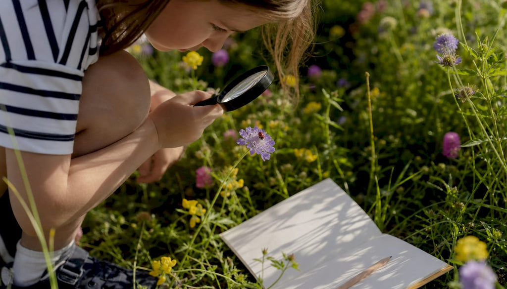 Learning about insects: simple ID tips and activities