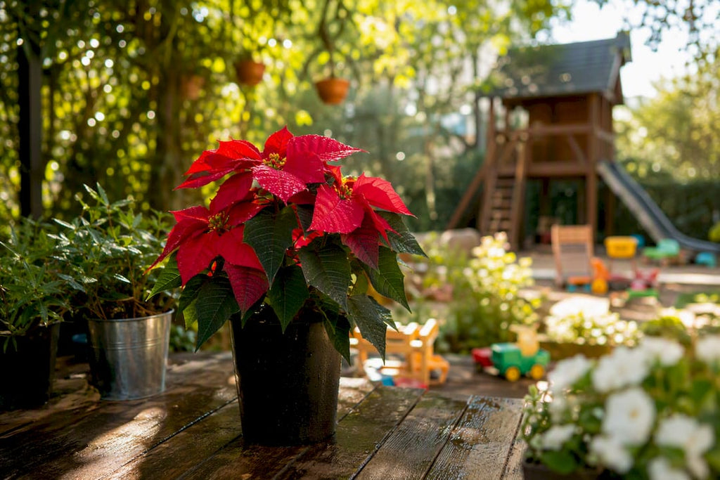 Comment s'occuper d'un poinsettia toute l'année