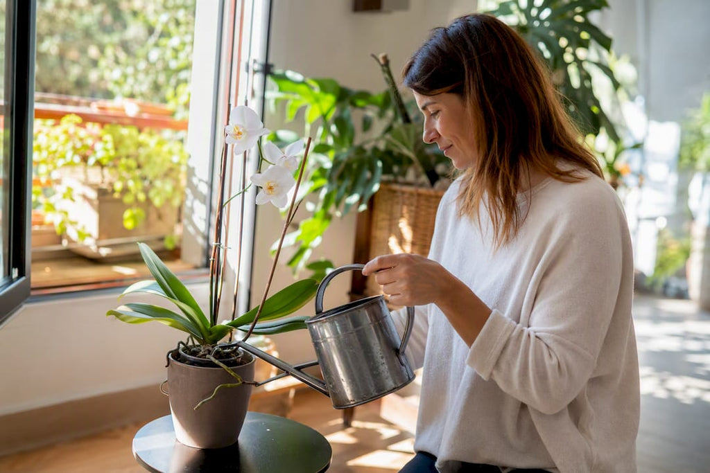 Comment s'occuper d'un orchidée pour la faire refleurir
