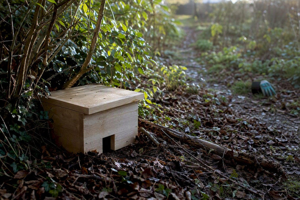 Abris hérisson plan : construire un abri sûr pour votre jardin