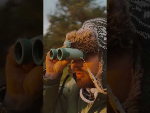 Zoo Eyes Dino